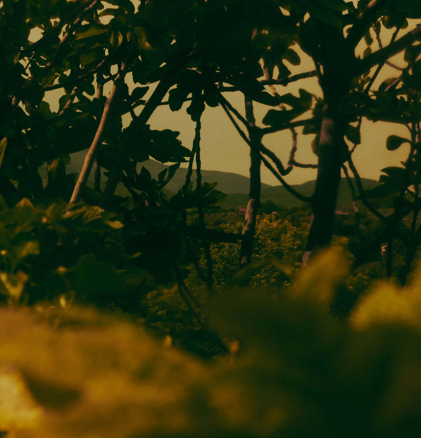 A fig tree growing in a lush forested landscape.