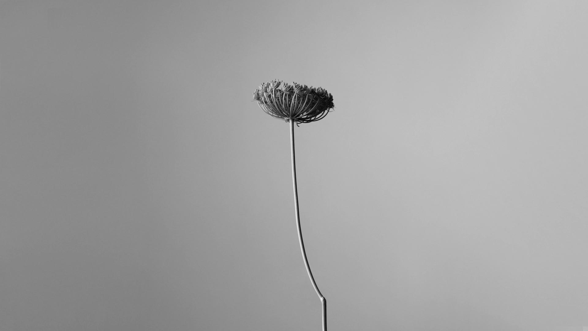 Computer generated renders of Eremia Eau De Parfum ingredients: galbanum, an iris rhizome and yuzu.